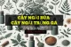 Cây ngải luyện bùa + Cây ngải ăn trứng gà (3 loại mới)